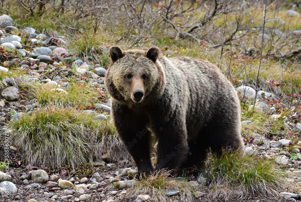 Fototapeta premium claws