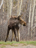 wobbly moose