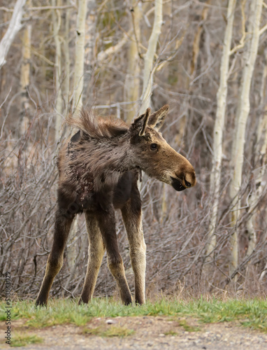 Fototapeta Naklejka Na Ścianę i Meble -  wobbly moose