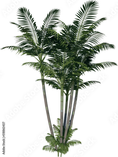 Front view of Plant (Generic Palm tree 2) Tree illustration vector © Emmanuel Vidal