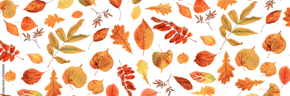 Obraz premium Banner made with natural autumn leaves on a white background, as a backdrop or texture. Fall wallpaper for your design. Top view Flat lay