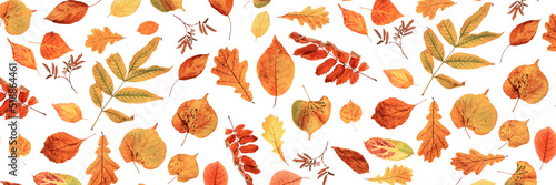 Banner made with natural autumn leaves on a white background, as a backdrop or texture. Fall wallpaper for your design. Top view Flat lay