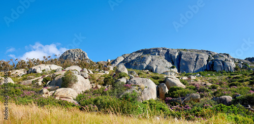 Purple fynbos growing among rocks and boulders in remote countryside or an environmental nature reserve. Lush green bushes and shrubs blossoming vibrant flora and plants with blue sky and copy space photo