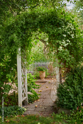 Green leafy arch leading to a private garden in a backyard on a sunny day. Beautiful growing plants in harmony in a vibrant  tranquil courtyard. Beauty in nature around the perfect spot for a picnic