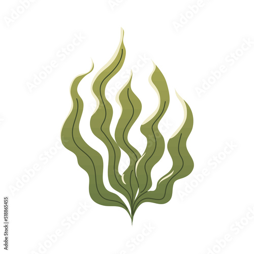 seaweed sea plant