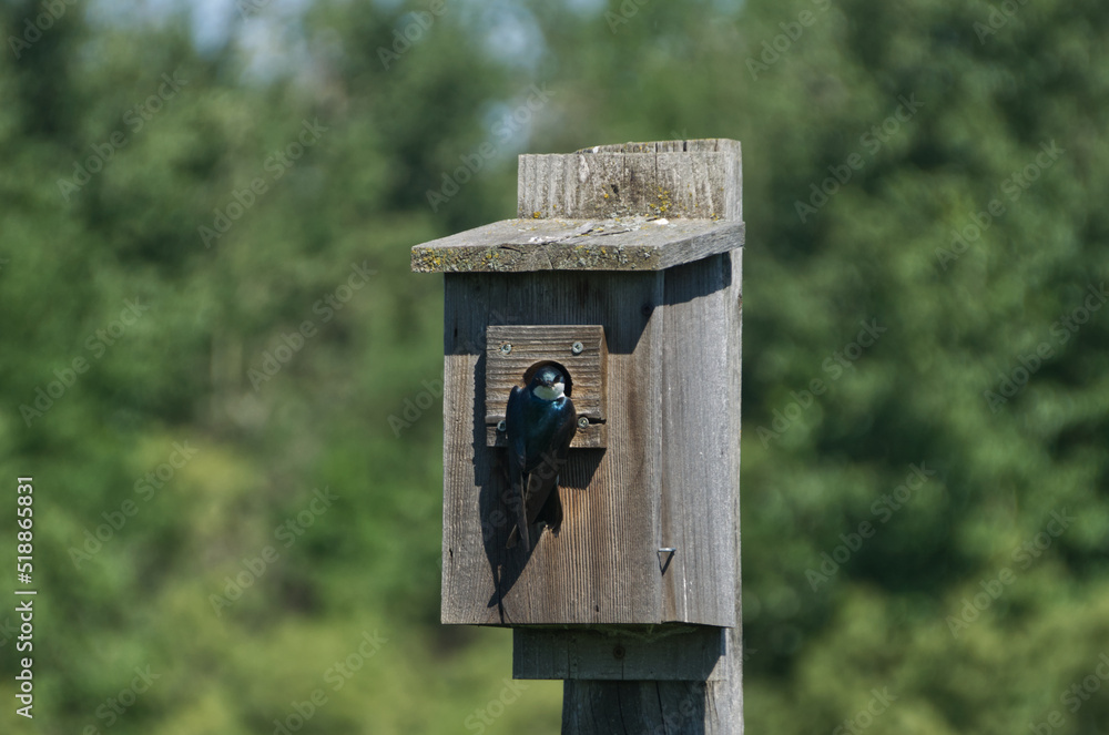 Tree Swallow on a Bird House