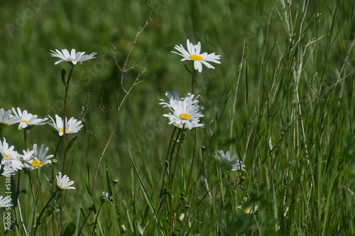 Wild Daisies Blooming in the Grass