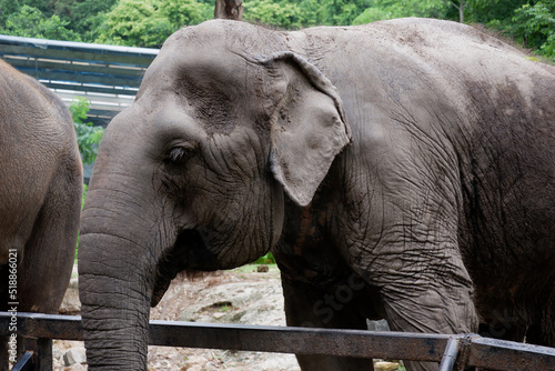 Canvas Print Asian drinking elephant in the zoo in Thailand