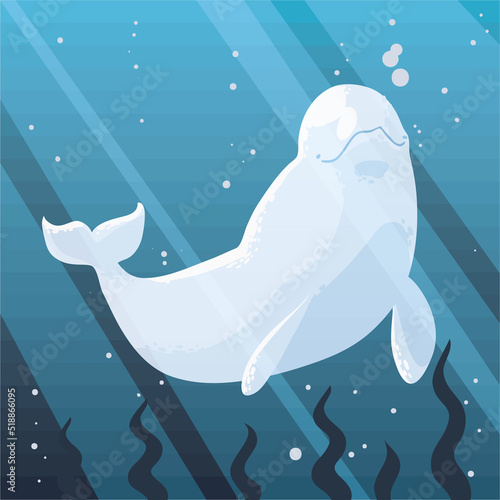 beluga underwater and seaweed