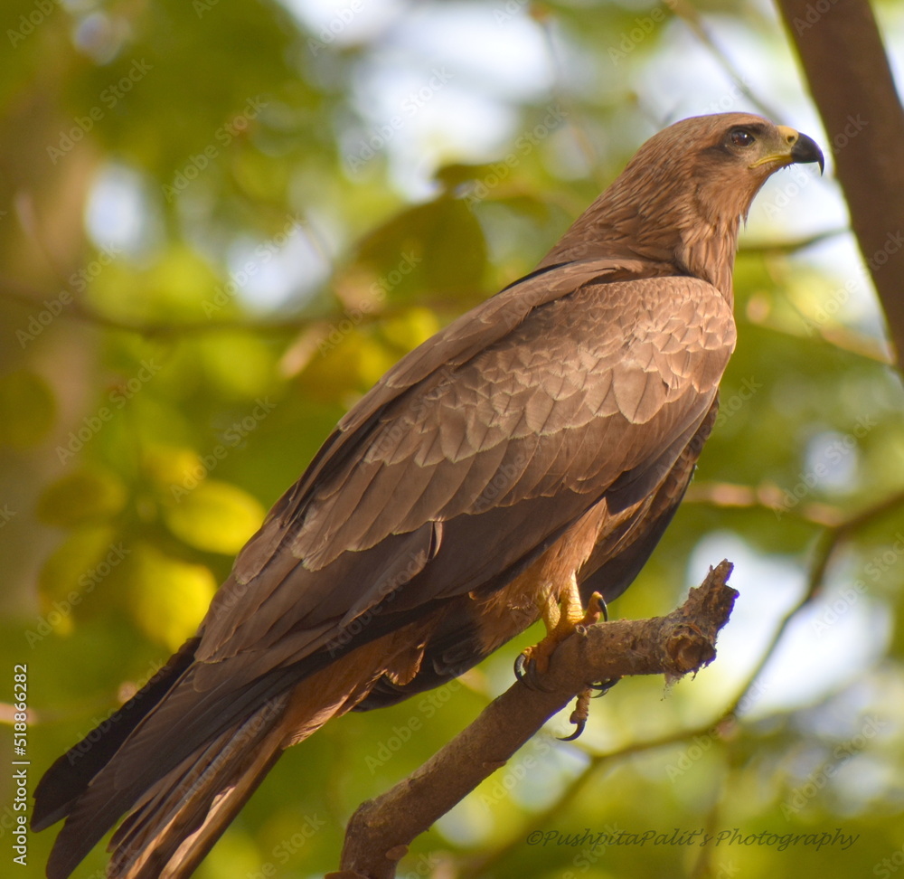 Fototapeta premium Black Kite