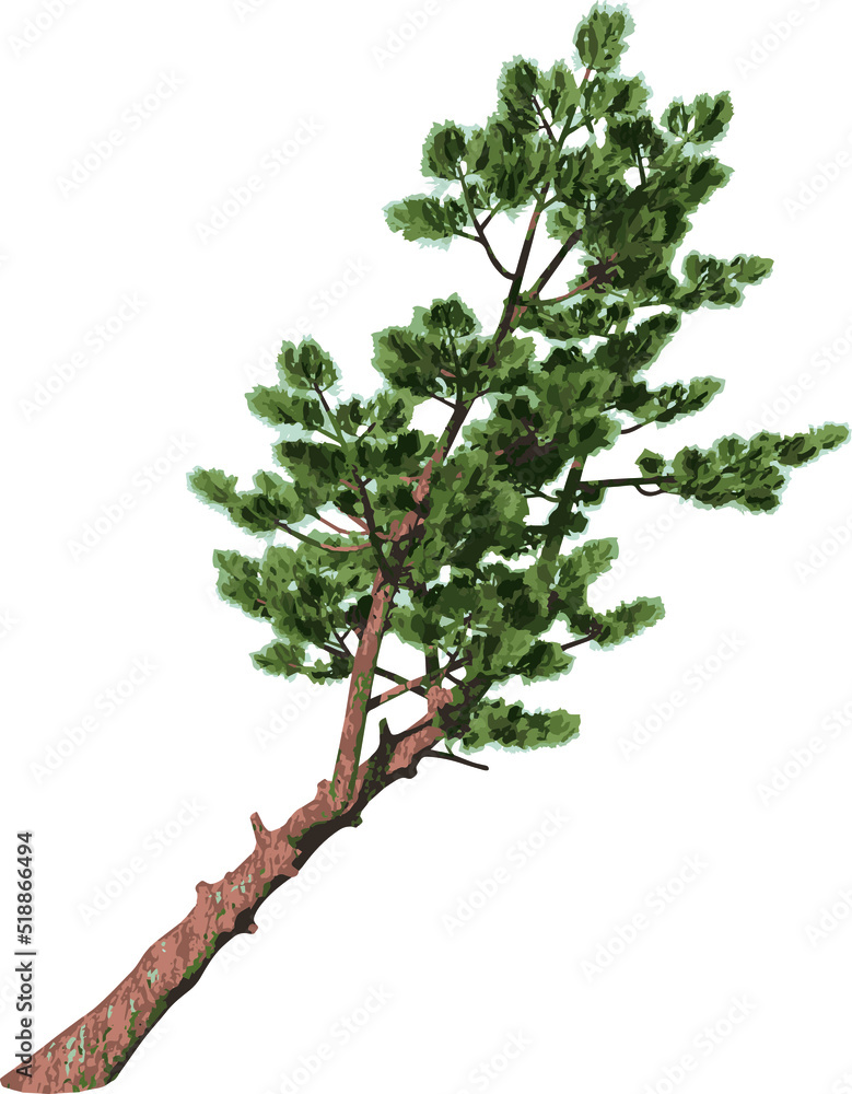 Front view of Plant (Pinus Pine 4) Tree illustration vector
Front view of Plant (Pinus Pine 4) Tree illustration vector