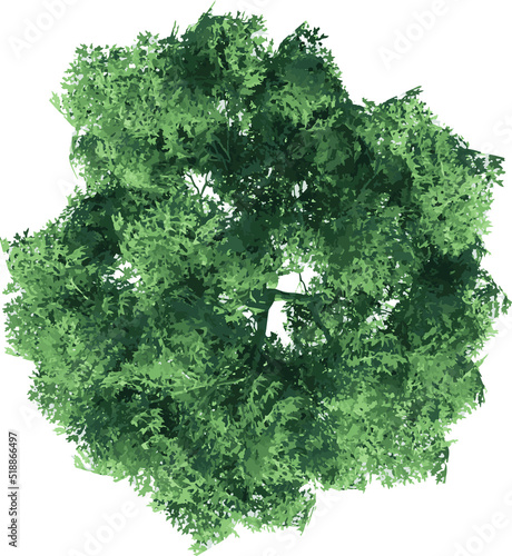 Top view of Plant (Platanus × hispanica 1) Tree illustration vector	
