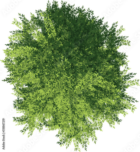 Top view of Plant (Quercus palustris Pine Oak 1) Tree illustration vector	
