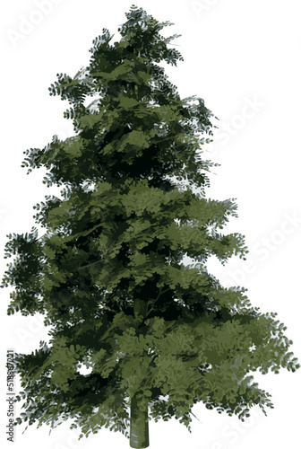 Front view of Plant (secuoyas Redwood Tree)  illustration vector	
