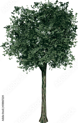 Front view of Plant  Tilia 1  Tree illustration vector  