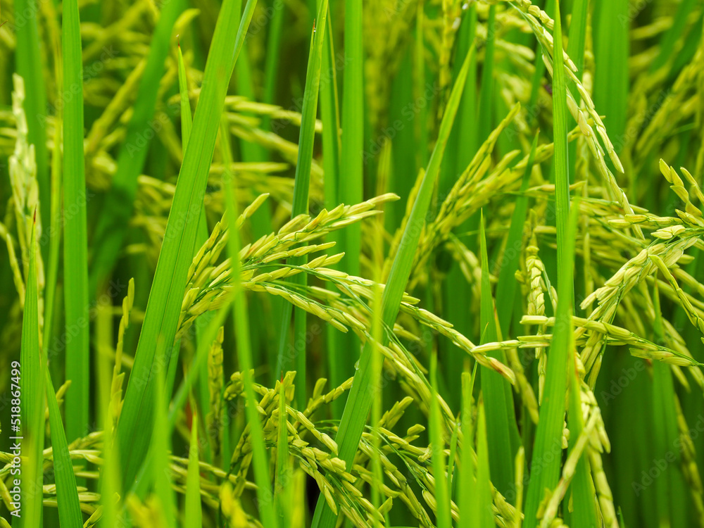 Green rice fields near ripening on the farm Green rice fields near ripening on the farm