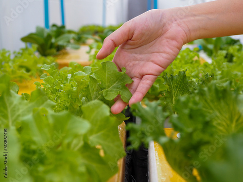 Farmer's hands in hydroponics garden in the morning health care concept