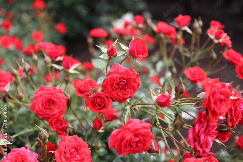 Fototapeta premium 花壇に咲く赤色の複数の薔薇