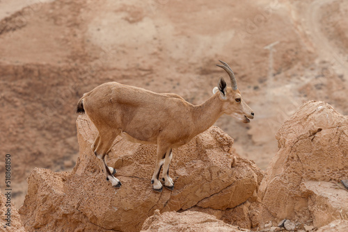 Ibexes are standing on a cliff in a desert landscape. photo
