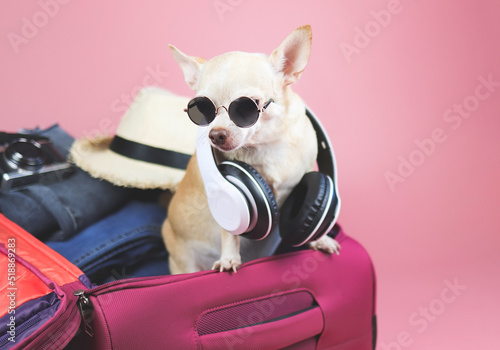 brown  short hair  Chihuahua dog wearing sunglasses and headphones around neck,,  standing in pink suitcase with travelling accessories, isolated on pink background. © Phuttharak