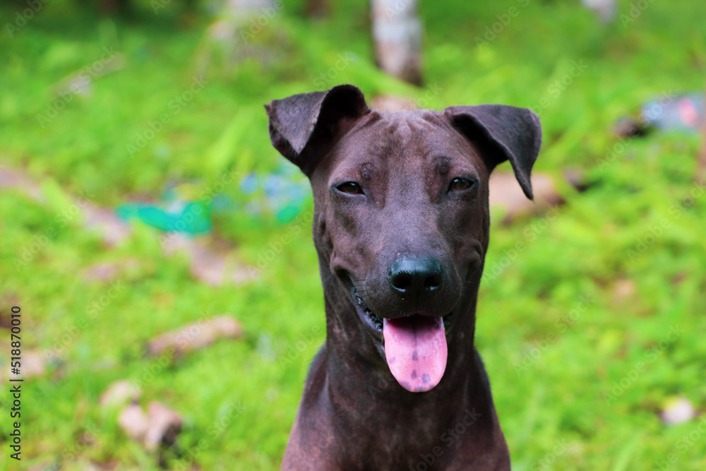 A black female stray dog sits on green grass, waiting for food from a kind person. A black female stray dog sits on green grass, waiting for food from a kind person.