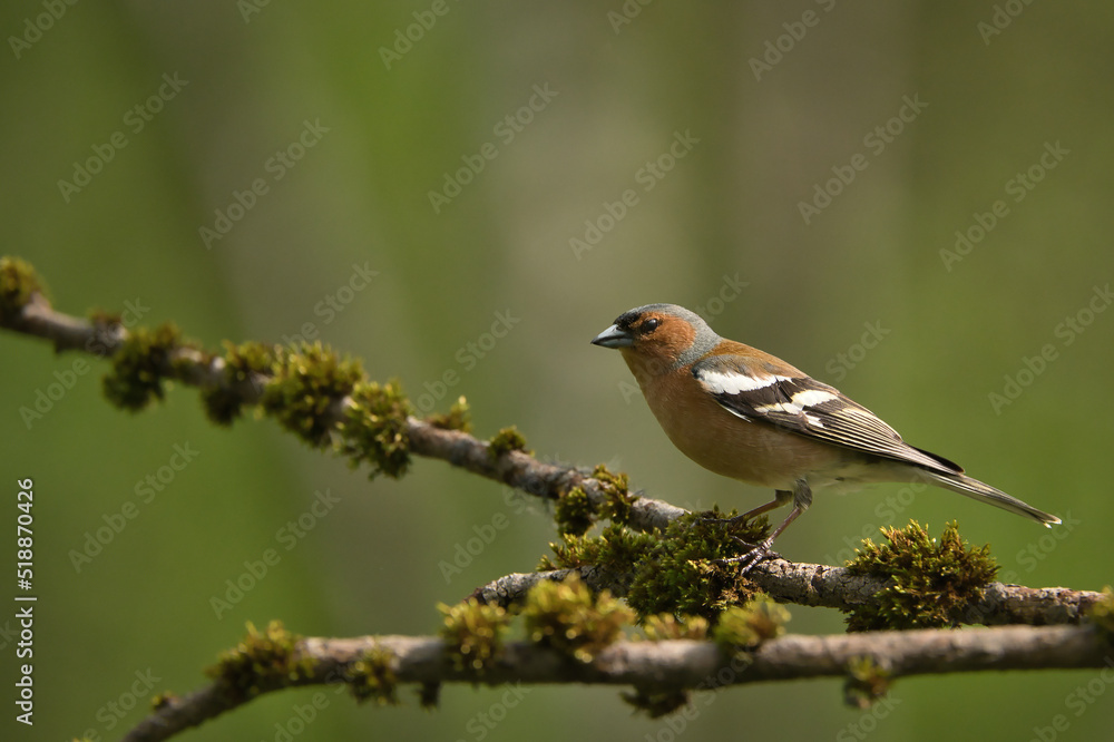 bird, robin, natur, wild lebende tiere, tier, wild, ast, schnabel bird, robin, natur, wild lebende tiere, tier, wild, ast, schnabel