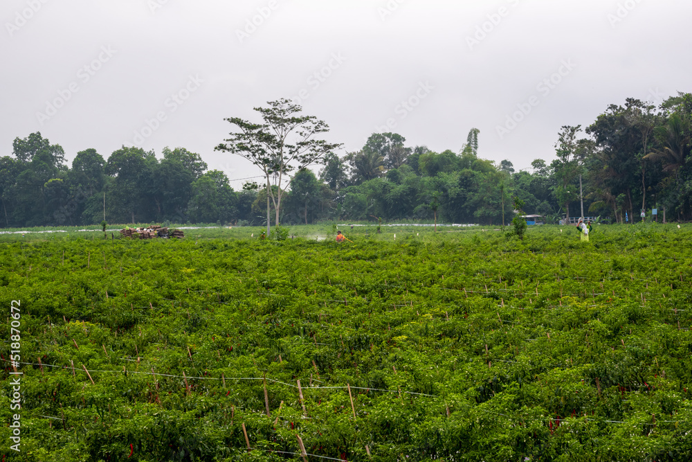 Pest spraying is carried out manually with human power in traditional chili farming, located in Srono sub-district, Banyuwangi district, Indonesia