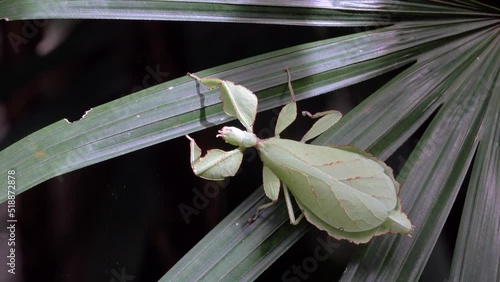 Phyllium giganteum, leaf insect walking leave, insect on tree in tropical forests from chiang mai, thailand. photo