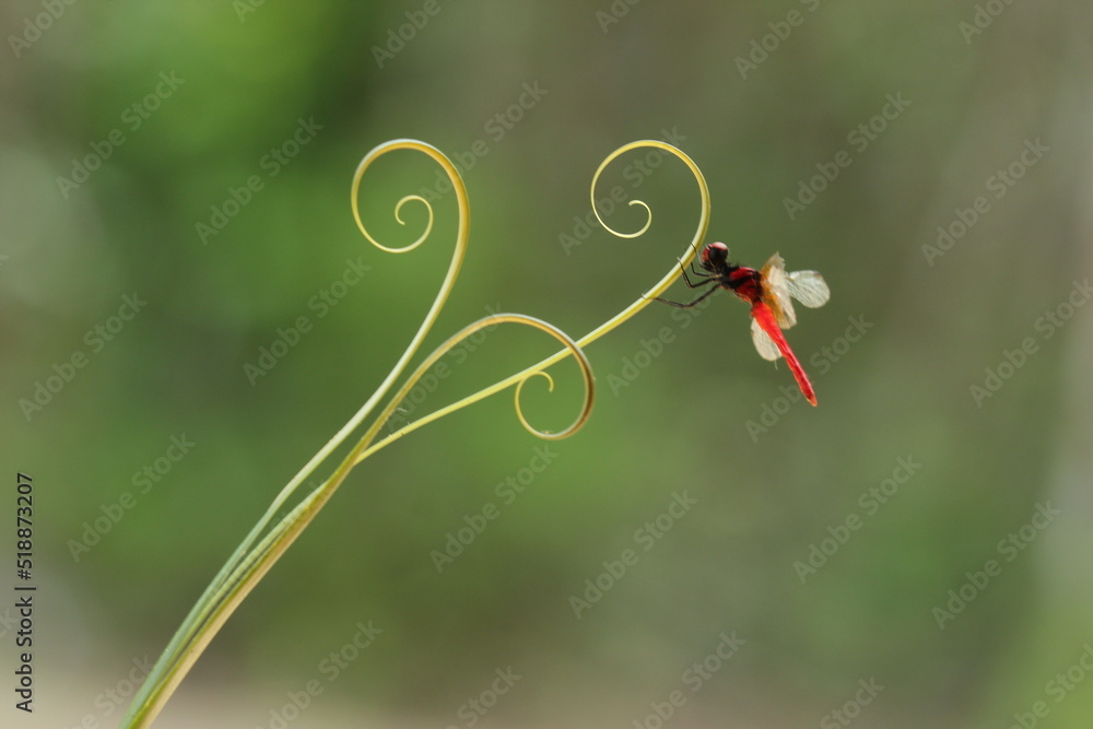 red dragonfly on the flower