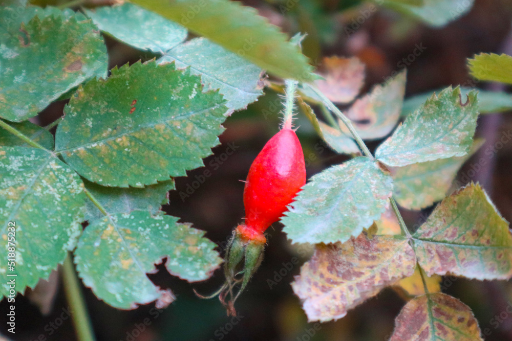 Obraz premium red mature rosehip on the bush. vitamin C. fresh berry