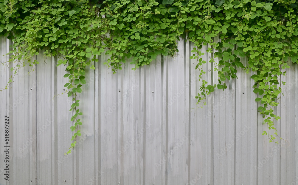Close up green climber plant on a galvanized fence background for design and decoration. Close up green climber plant on a galvanized fence background for design and decoration.