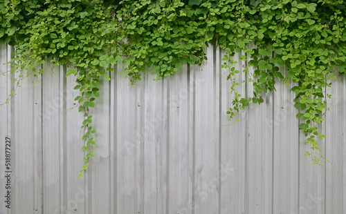 Close up green climber plant on a galvanized fence background for design and decoration.