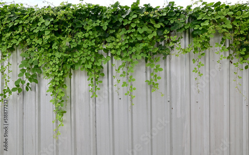 Close up green climber plant on a galvanized fence, natural concept with sky background.