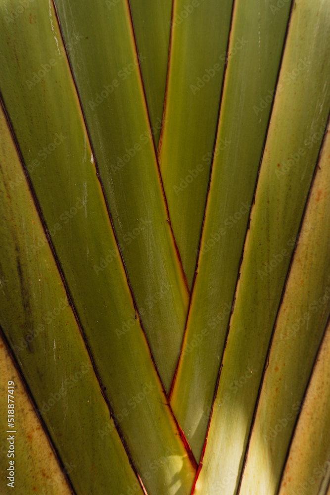 Ciemno zielone naturalne tło, tropikalne liście palm. estetyczna botaniczna tekstura.