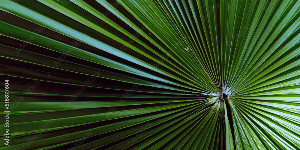 Plant tropical background, green dark palm leaves, aesthetic botanical texture.