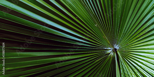 Obraz na płótnie Plant tropical background, green dark palm leaves, aesthetic botanical texture. w salonie
