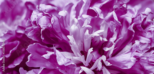 Purple peony flower petals. Soft focus. Abstract floral background for holiday brand design