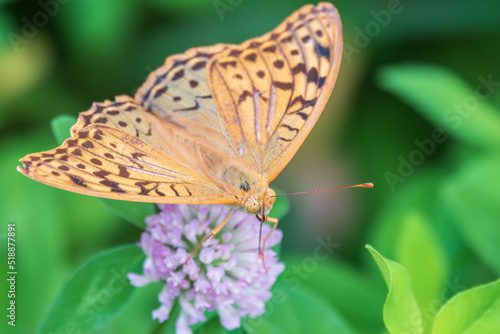 The dark green fritillary butterfly collects nectar on flower. Speyeria aglaja is a species of butterfly in the family Nymphalidae.