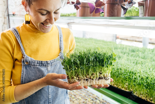 Woman holding box with microgreen, Small business indoor vertical farm. Close-up of healthy vegetarian vitamin fresh food. Microgreens growing background with raw sprouts in female hands photo