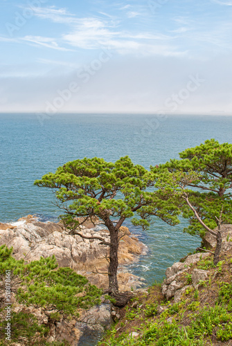 Fototapeta Naklejka Na Ścianę i Meble -  Blurred focus. Seascape. Cape Pine.