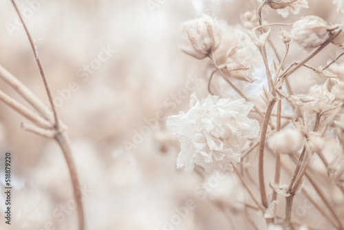 Tiny cute romantic lovely white dried flower with neutral light beige tone and blur background macro