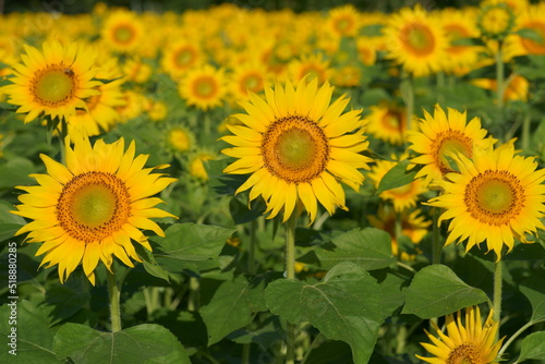 I went to a beautiful sunflower field last weekend