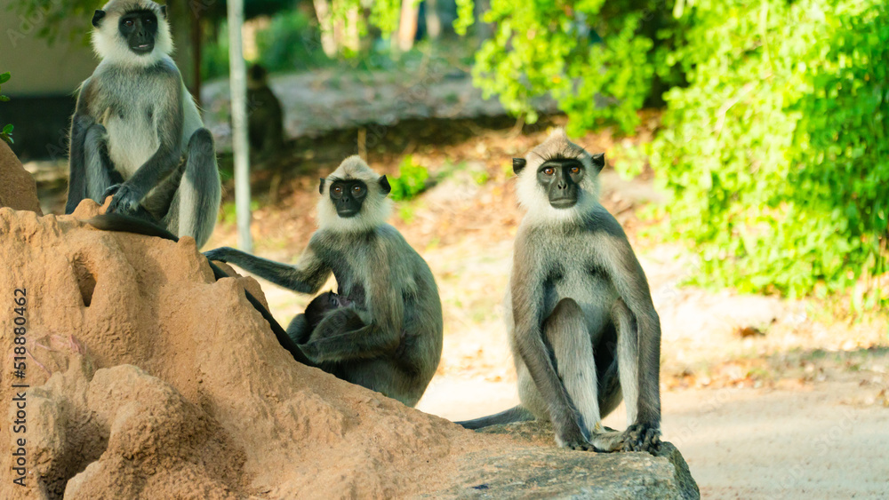 Grey Langur Monkeys in Sri Lanka. Specie Semnopithecus priam in Arugam bay.