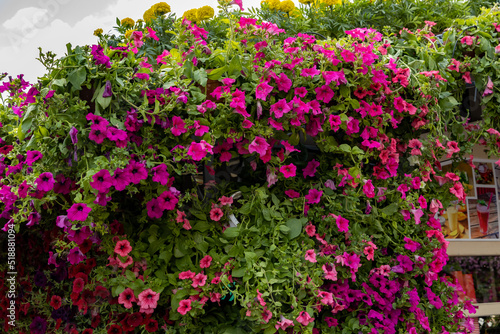 Petunia red and purple close-up