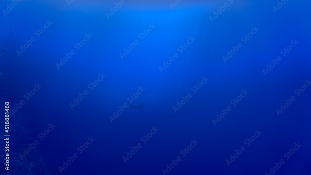 Silhouette of a hammerhead shark in the blue sea