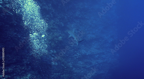 Underwater photo of scalloped hammerhead shark at the reef © Johan