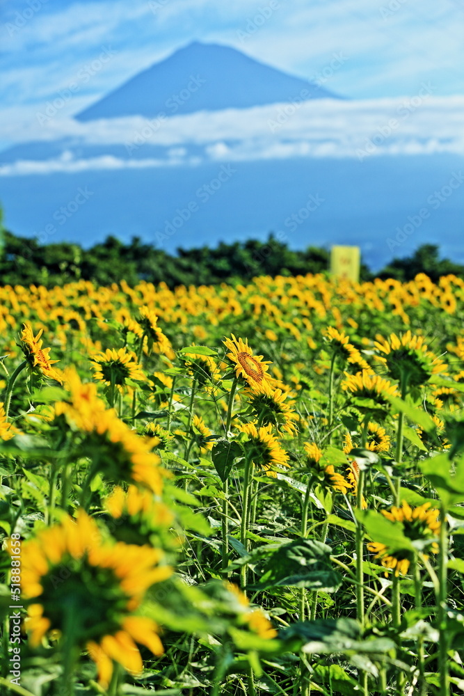 I went to a beautiful sunflower field last weekend