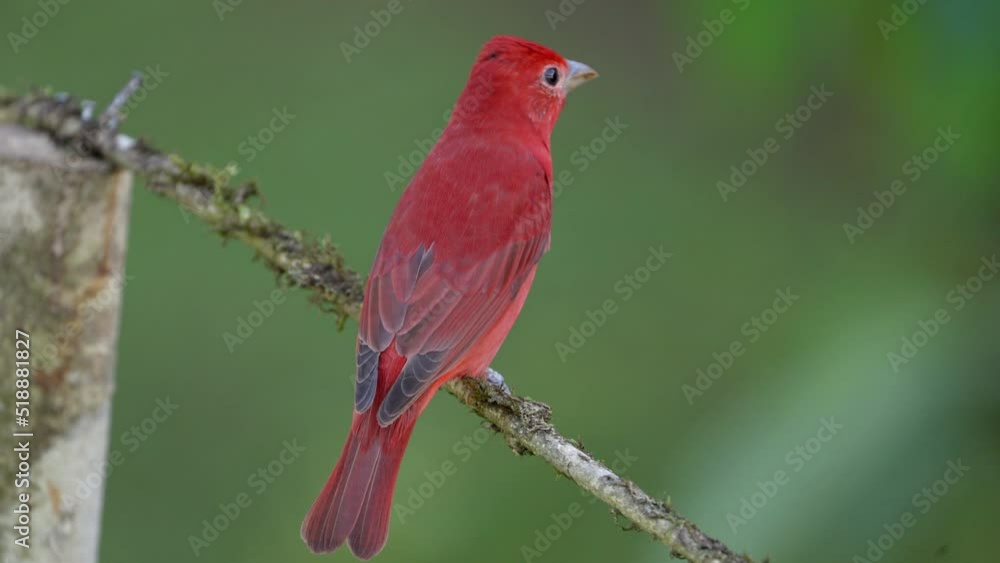 a rear view of a male summer tanager perching on a tree branch at boca tapada in costa rica a rear view of a male summer tanager perching on a tree branch at boca tapada in costa rica