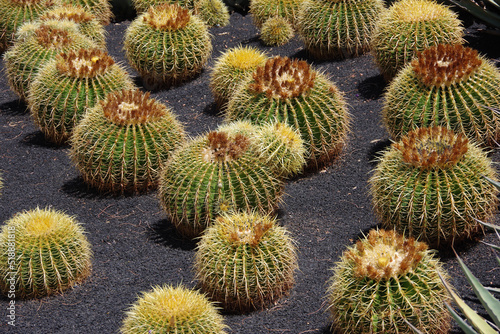 Landscaped desert garden with barrel cacti