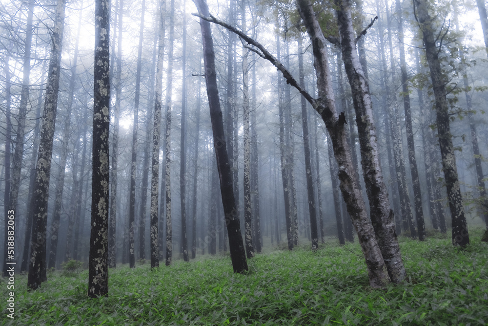 Obraz premium 雲が湧く山